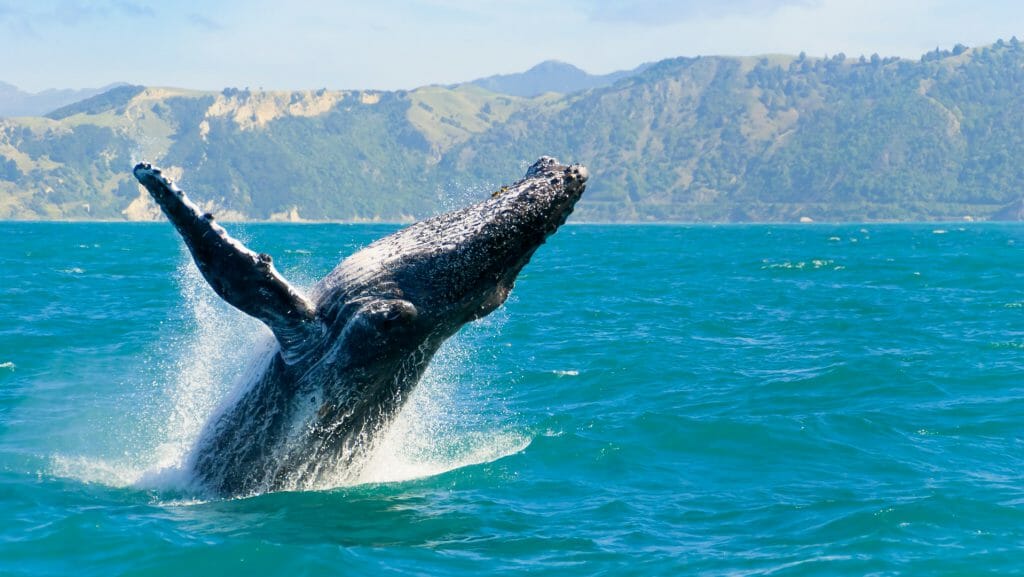 Humpback Whale, Kaikoura, New Zealand