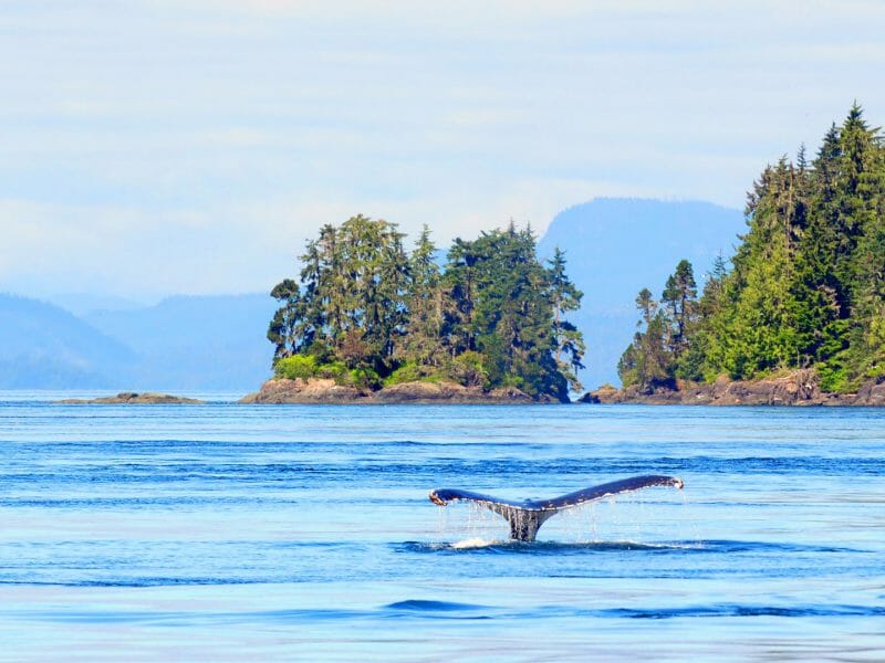 Humpback whale near Vancouver Island, British Columbia, Canada