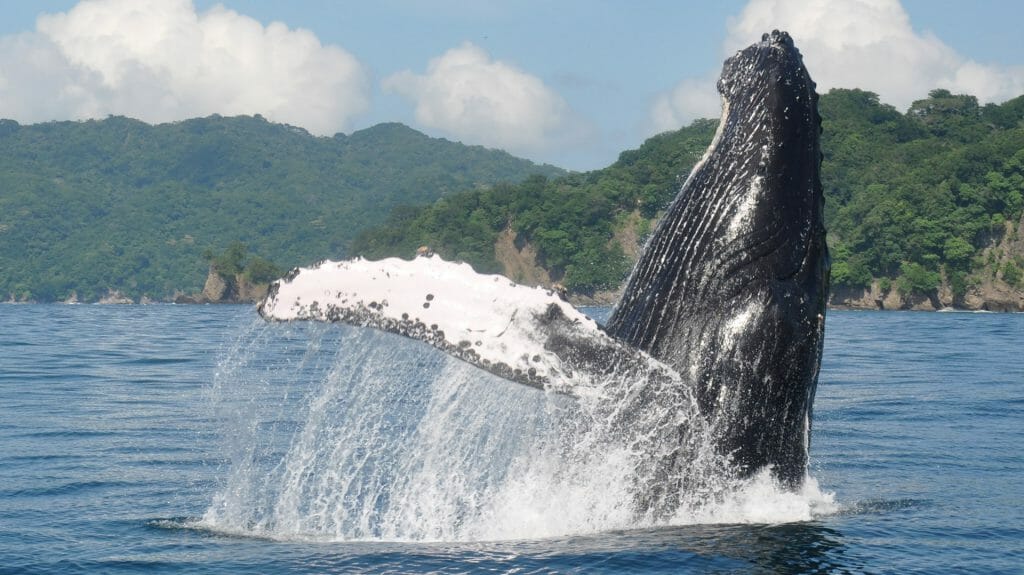 Humpback Whale, Pacific Coast, Costa Rica