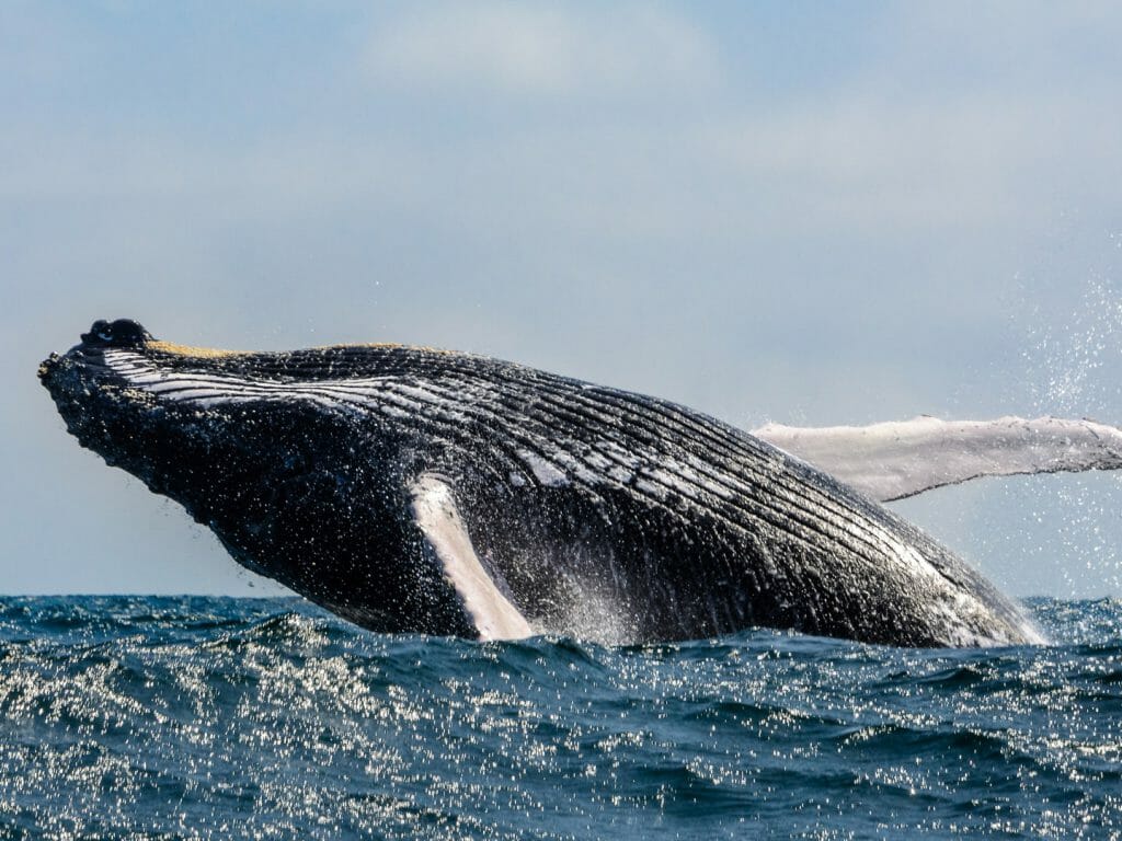 Humpback Whale, Puerto Lopez, Ecuador