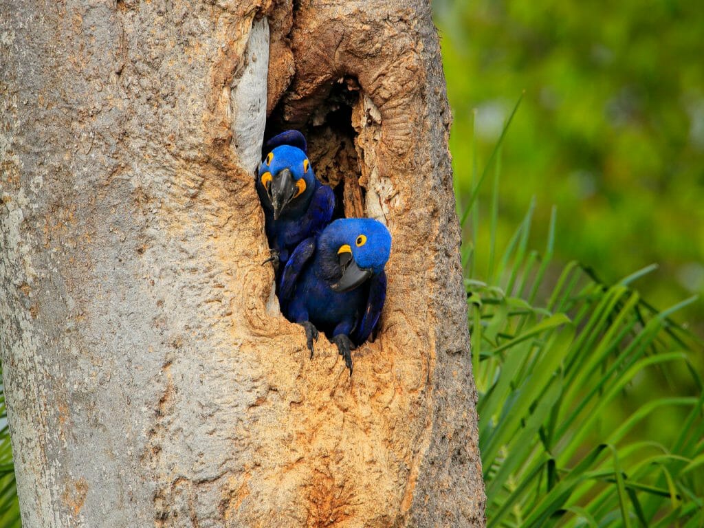 Hyacinth Macaw, Pantanal, Brazil