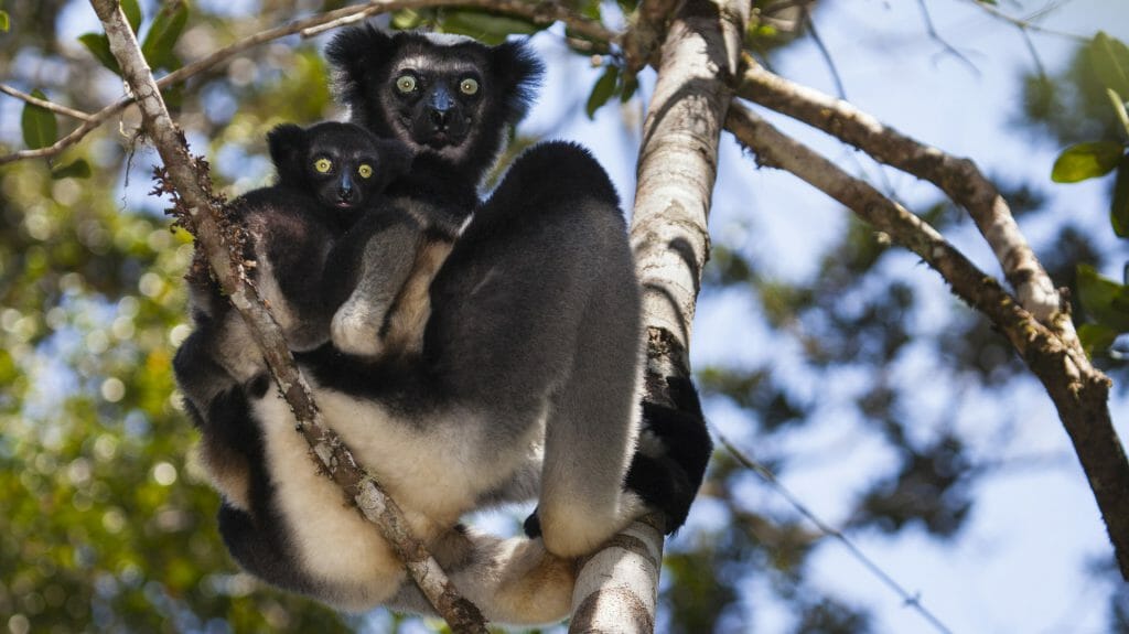 Indri with babyl lemur, Andasibe Mantadia, Madagascar