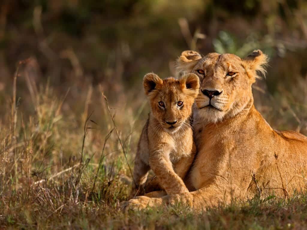 Lion mother of Notches Rongai Pride with cub, Masai Mara, Kenya