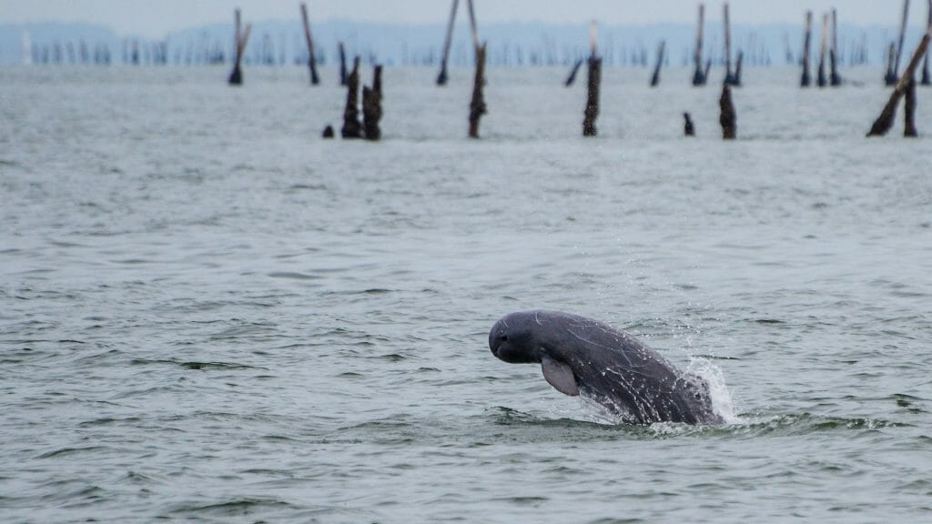 Irrawaddy dolphin breaching.