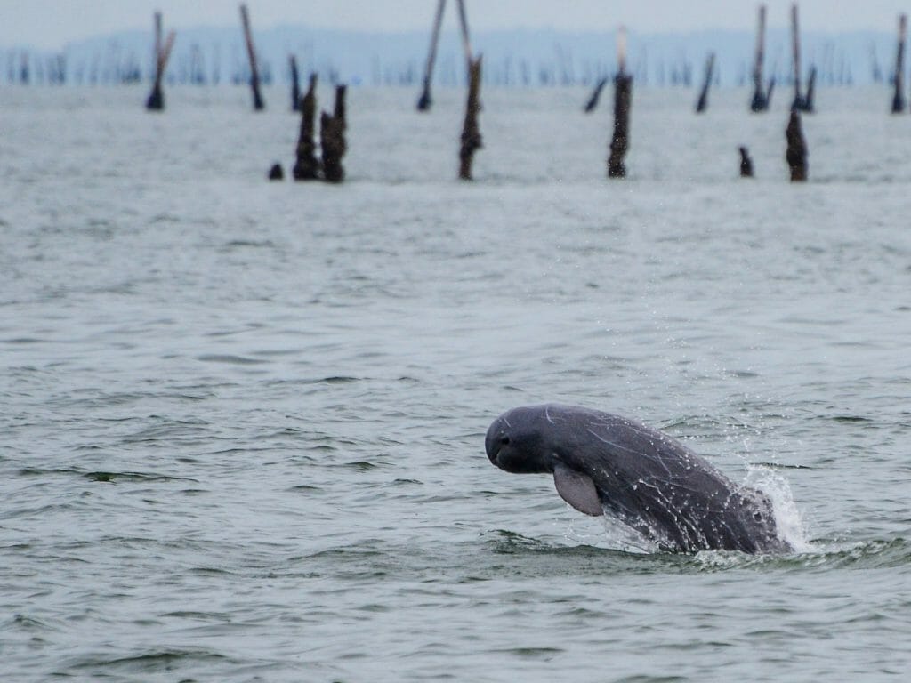 Irrawaddy dolphin breaching.