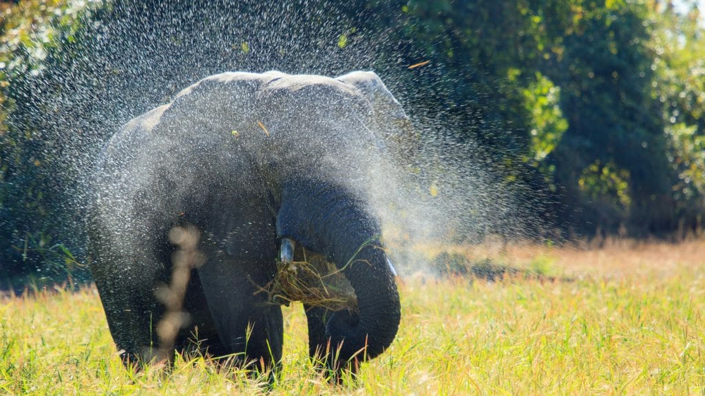 Isolated elephant in a mist of sprayed water, South Luangwa, Zambia