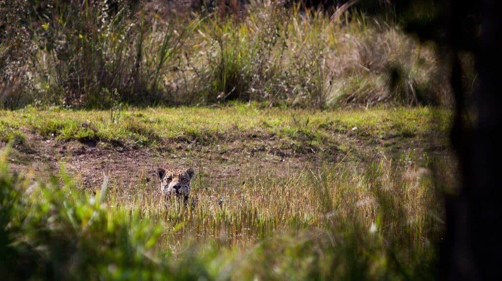 Jaguar, Caiman Ecolodge, Pantanal, Brazil