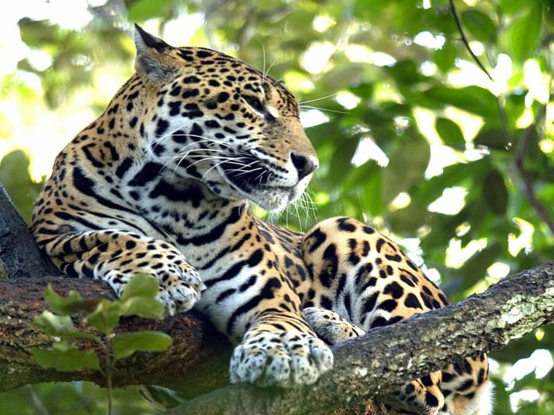 A loving jaguar