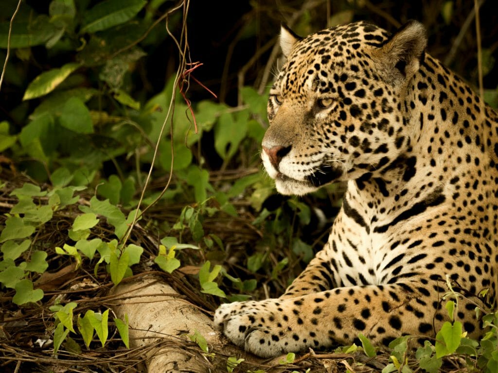 Jaguar lying by log in dense undergrowth,Brazil
