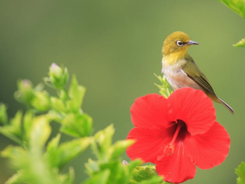 Small green bird sat on bright red hibiscus flower with green backdrop.