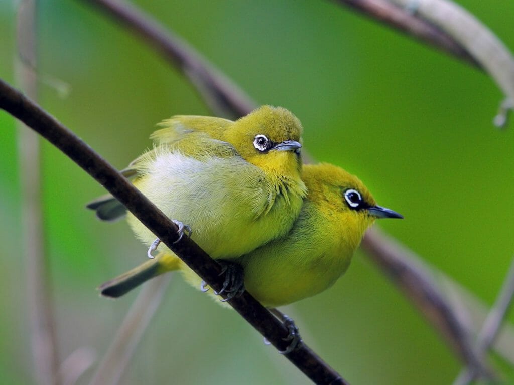 Close up of two fluffy green birds with white rimmed eyes snuggled together on branch.
