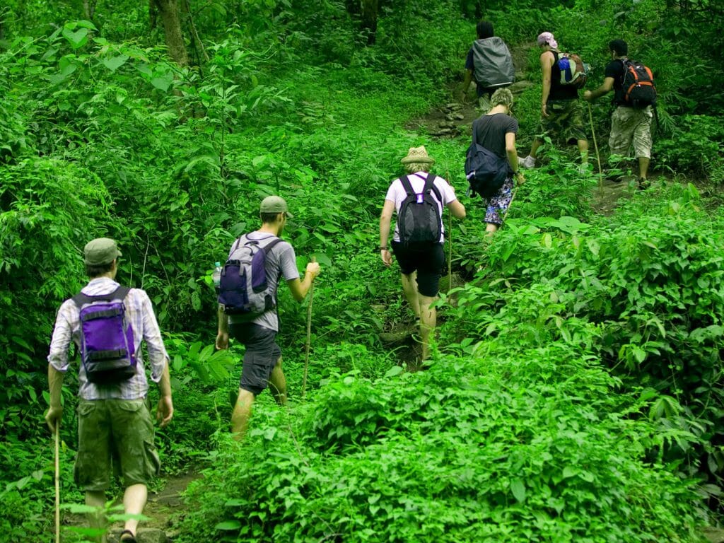 Jungle gorilla trekking in Bwindi Forest, Uganda