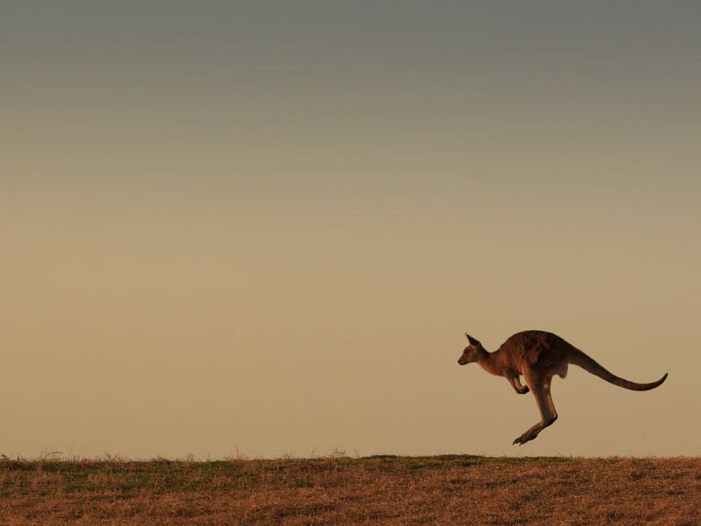 Eastern grey kangaroo, near Emerald beach, Australia