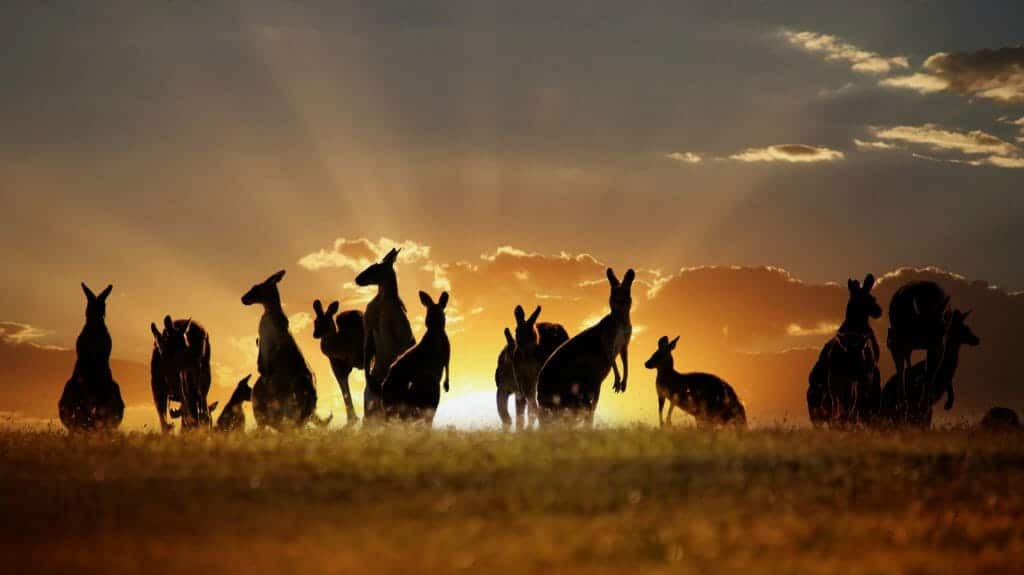 Kangaroos, Australia