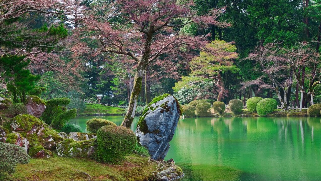 View across emerald water of Japanese garden, rmoss covered rocks in foreground and pink and green trees.