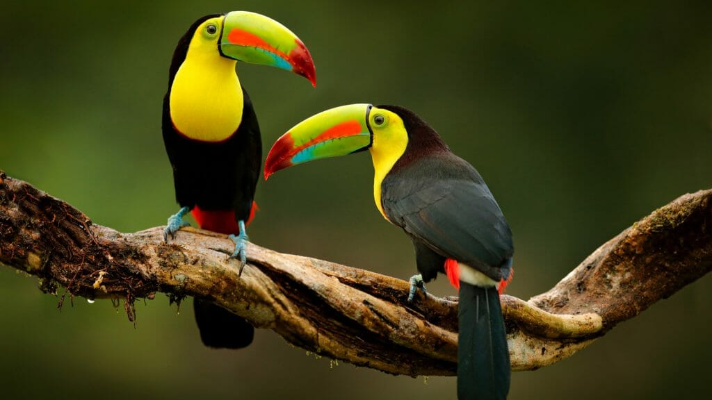 Keel-Billed Toucan, Costa Rica