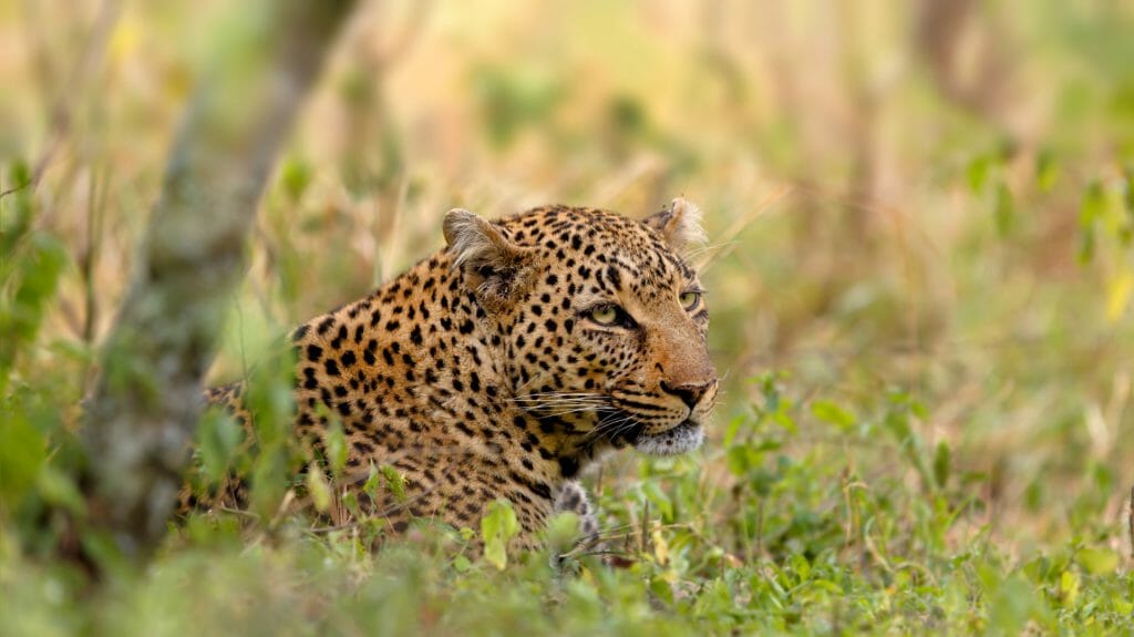 Kenya Leopard, Talek River in Masai Mara, Kenya