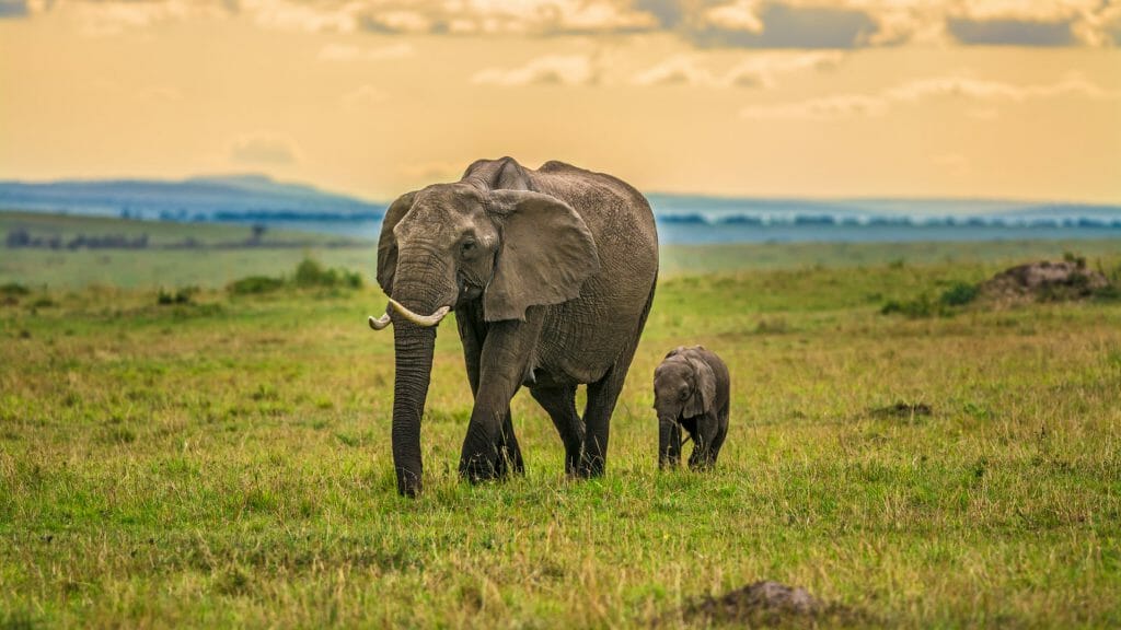 Kenya Mother elephant with a baby, Maasai Mara National Reserve, Kenya