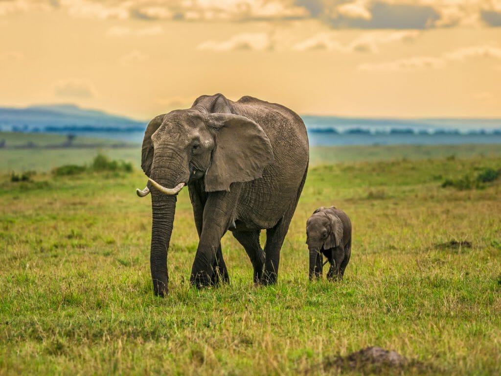 Kenya Mother elephant with a baby, Maasai Mara National Reserve, Kenya