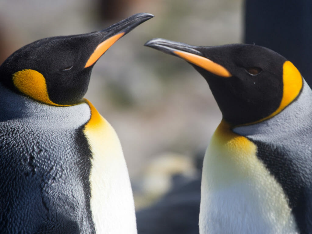 King Penguins at St Andrews Bay, Antartica