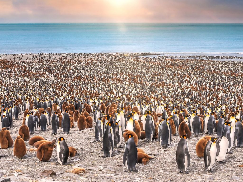 King Penguins, Beach, South Georgia Islands, Antarctica