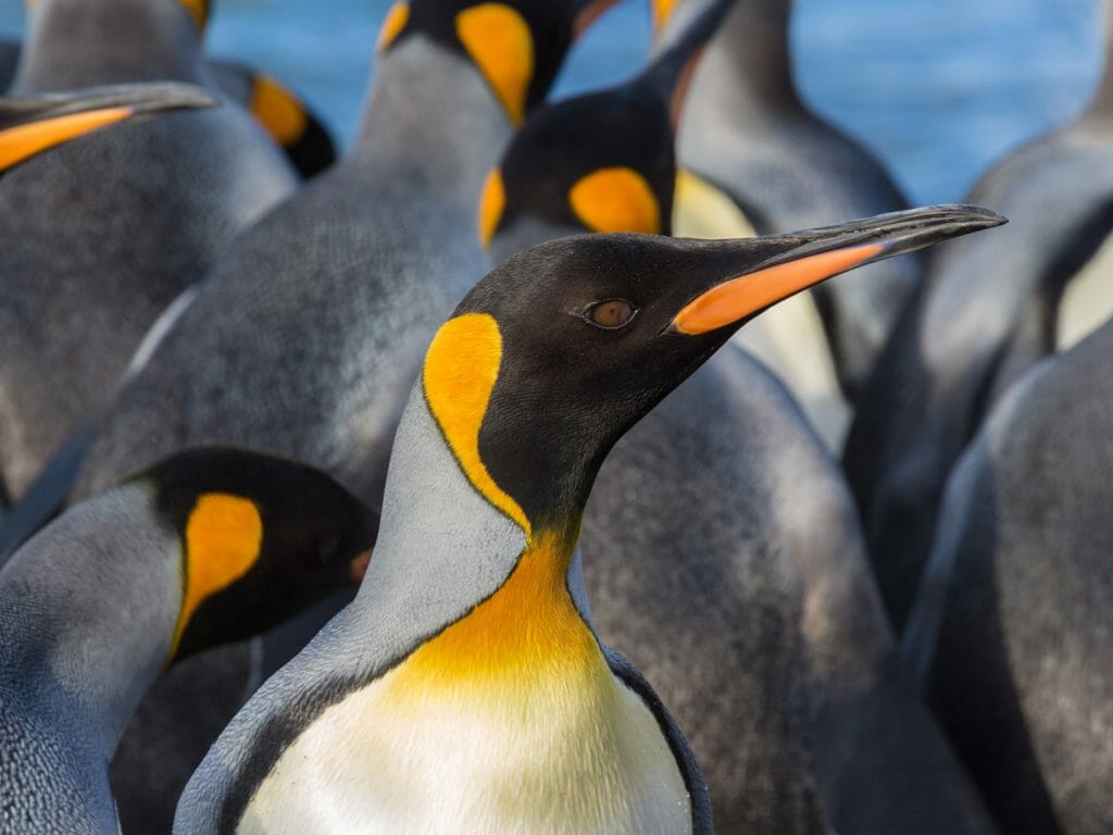 King Penguins, South Georgia