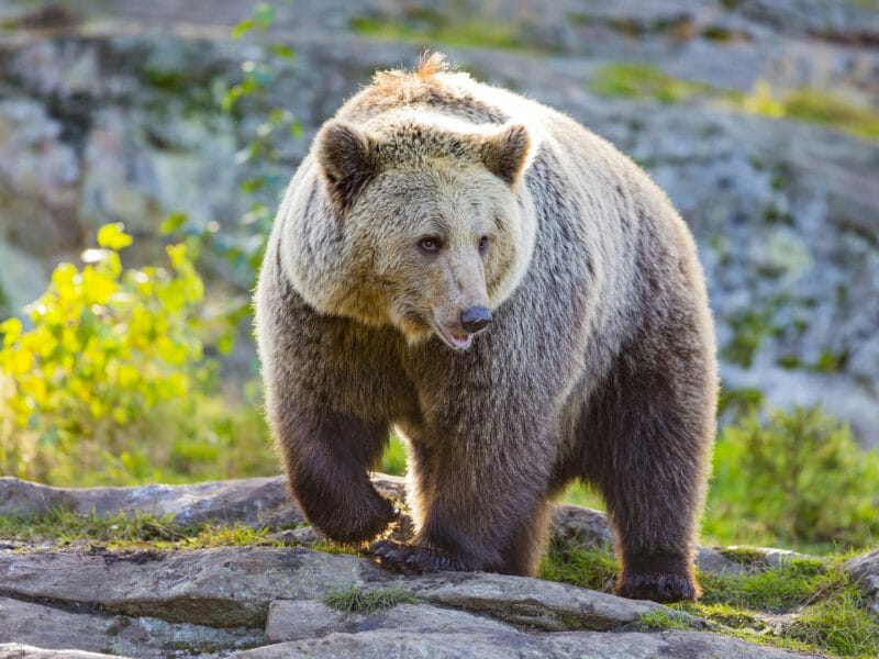 Kodiak brown bear