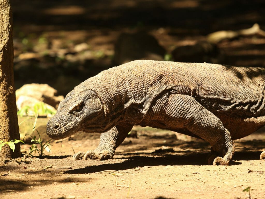 Komodo Dragon, Komodo, Indonesia