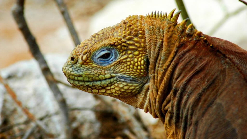 Land Iguana, Galapagos, Ecuador