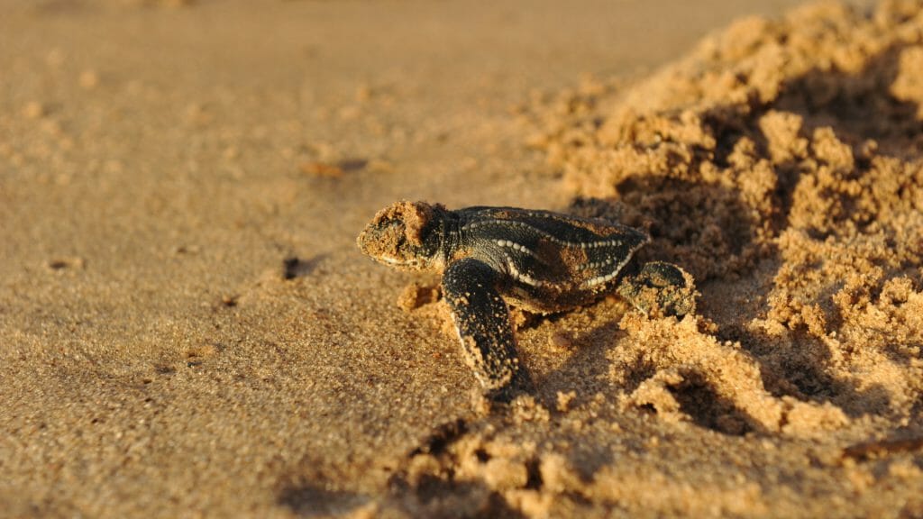 Leatherback turtle, Trinidad and Tobago, Caribbean