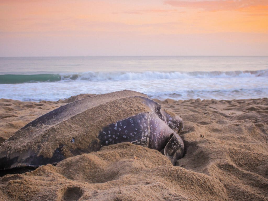 Leatherback Turtle on the Caribbean Coast