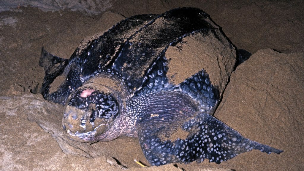 Leatherback Turtle, Grafton Beach, Trinidad and Tobago
