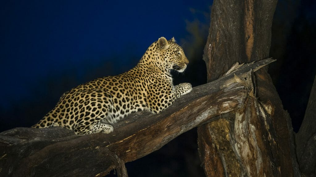 Leopard at night, Marataba Game Lodge, The Waterberg
