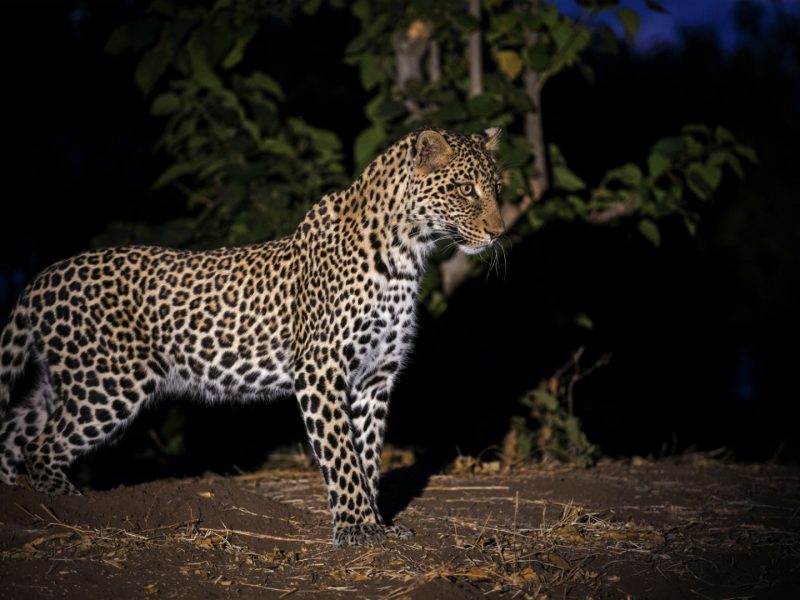 Leopard, Hwange, Zimbabwe