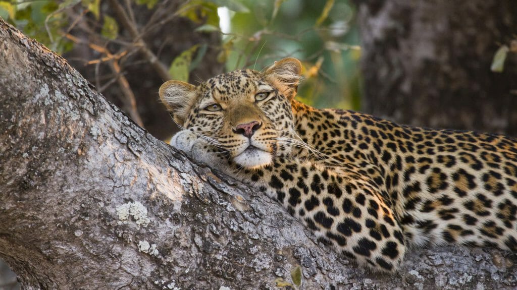 Leopard lying in Tree, South Luangwa, Zambia