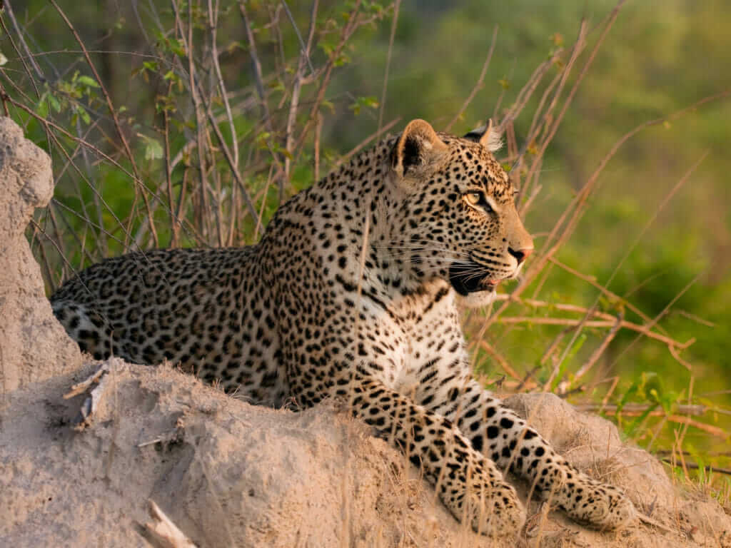 Leopard, Sabi Sands, South Africa