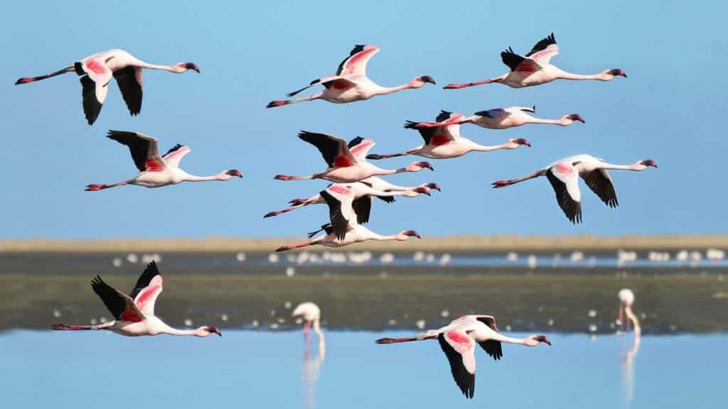 Lesser Flamingo, Walvis Bay, Namibia