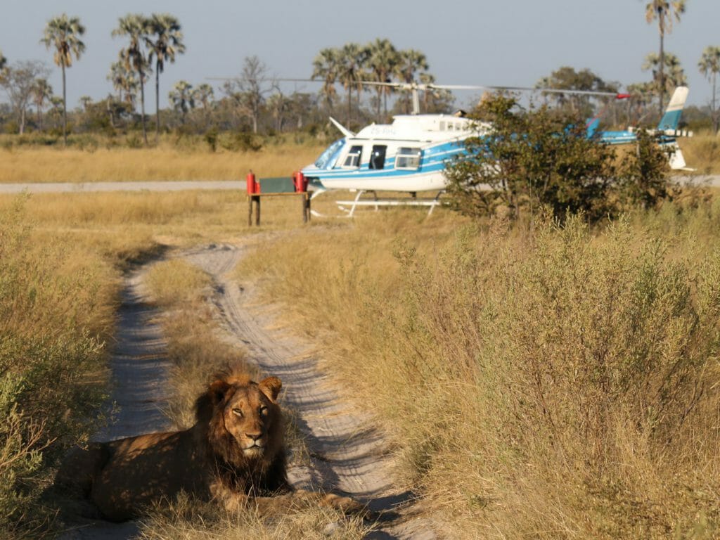 Lion and helicopter, Botswana Safari, Helicopter Horizon