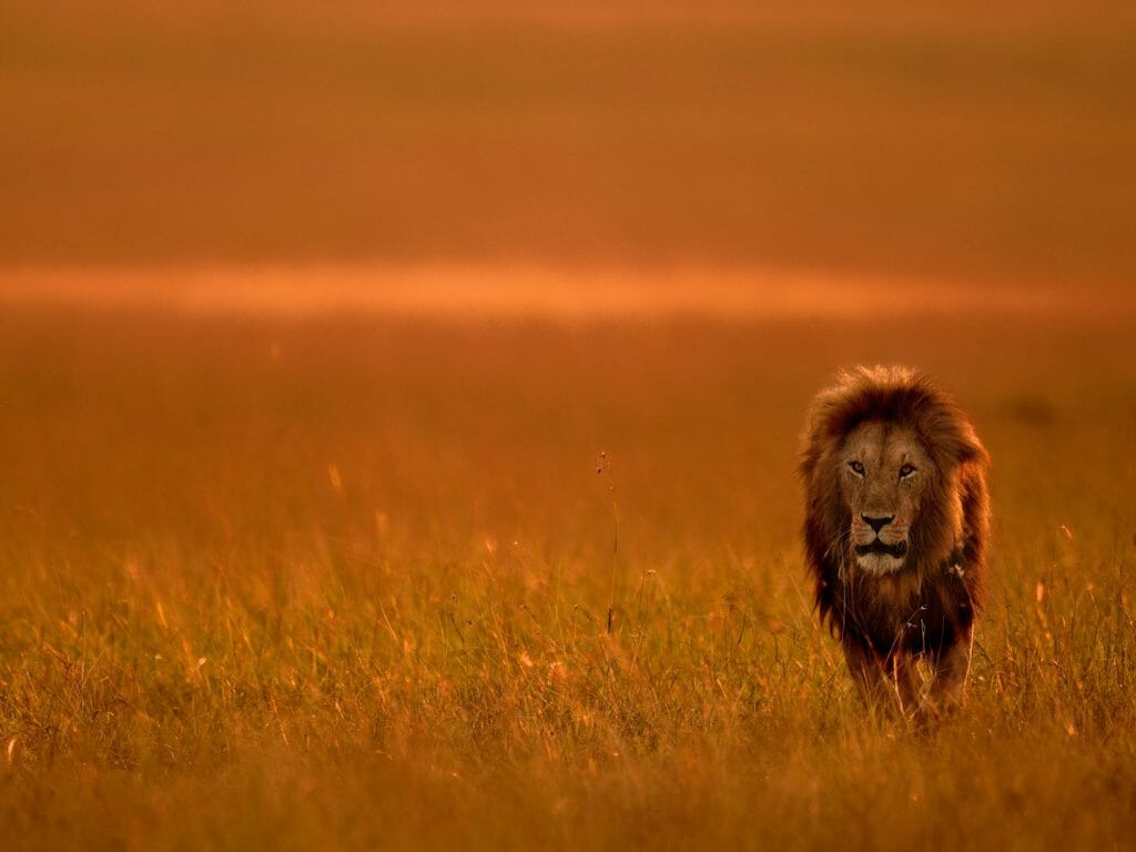 Lion at dawn, Masai Mara, Kenya