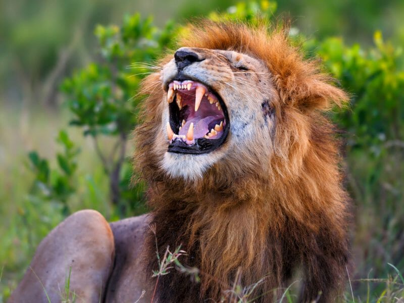 Lion growling in Masai Marai, Kenya