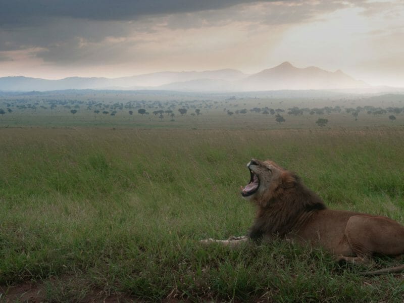 Lion,Kidepo, Uganda