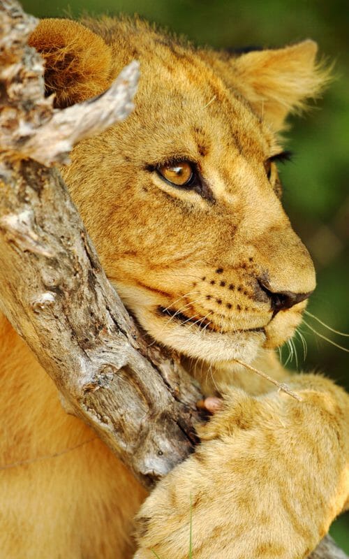 Lion, Selinda Reserve, Botswana