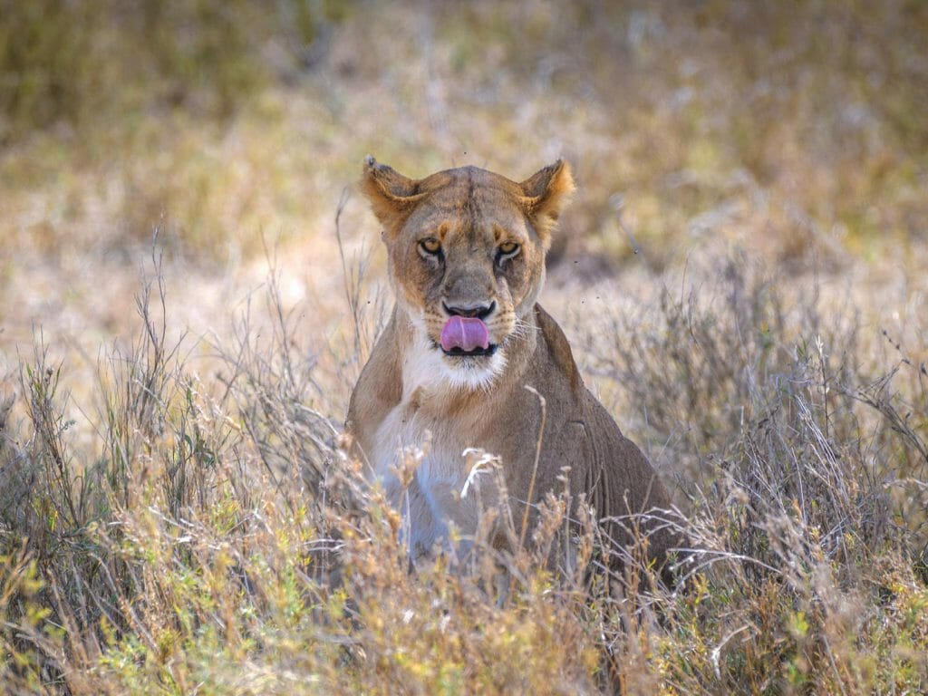 Lioness in long grass, Serengeti National Park, Tanzania