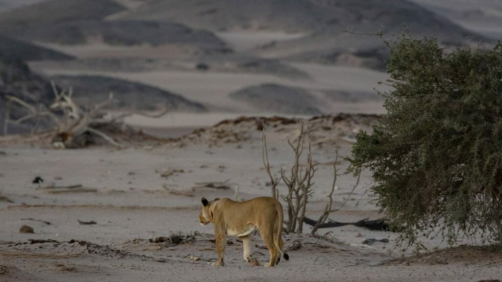 Lioness on Skeleton Coast, Namibia