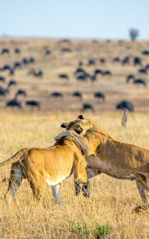 Lioness playing with cubs, Serengeti National Park, Tanzania