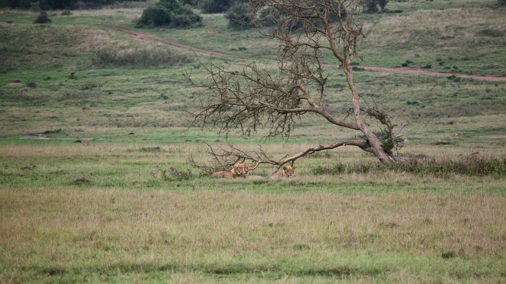 Lions in distance, Akagera, Rwanda