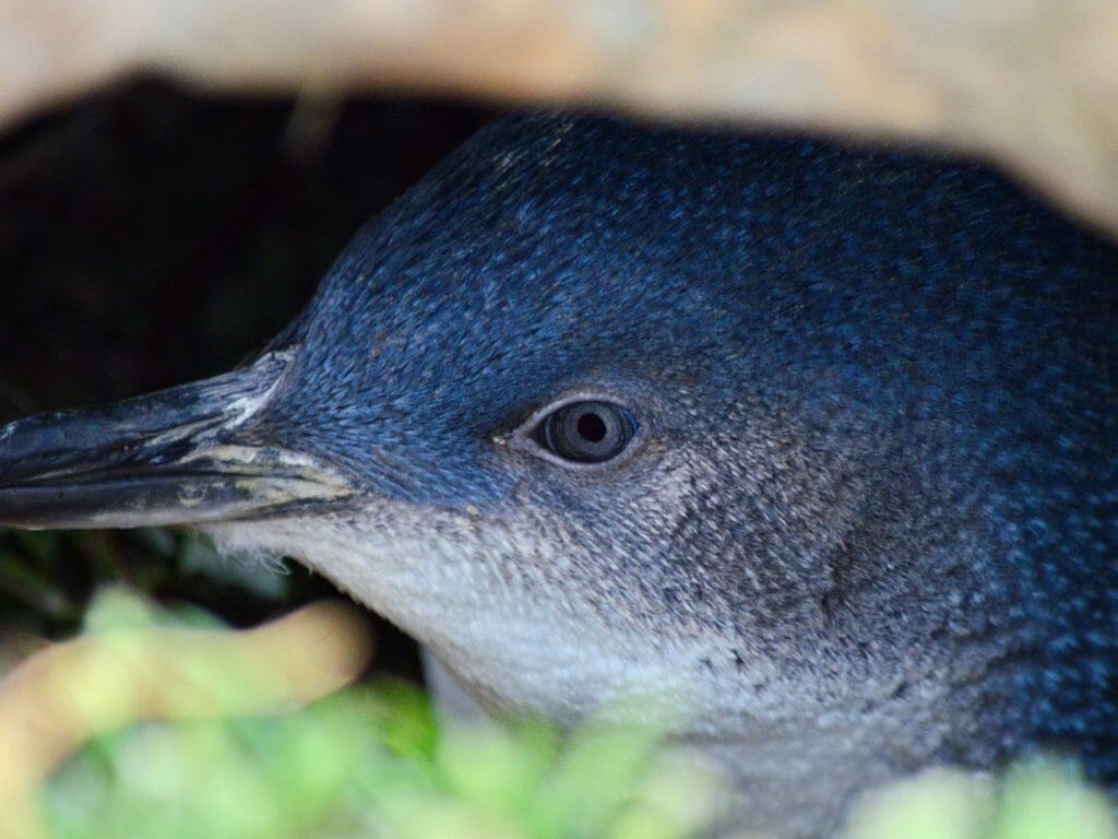 Little Blue Penguin, Dunedin, New Zealand