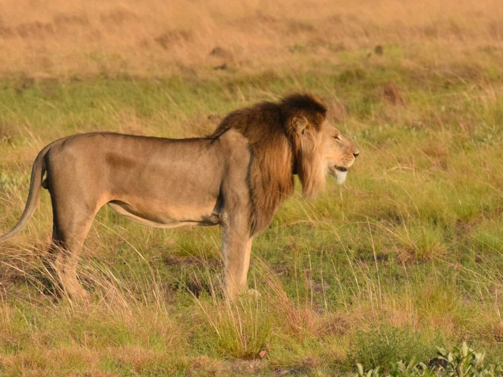 Liuwa Plains National Park, Zambia