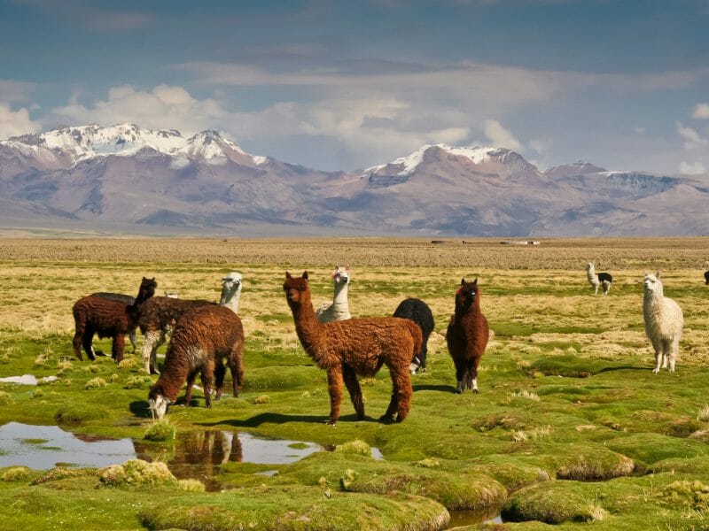 Llamas on the Altiplano, Salar de Uyuni, Bolivia
