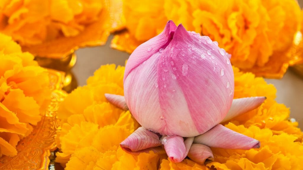 Lotus Marigold, Temple Flowers, Thailand